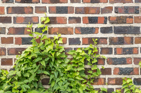 Brick walls and ivy with an atmosphere