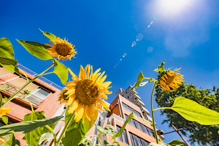 Sunflowers in full bloom in the cityの写真素材