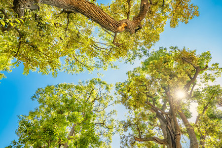 Fresh green trees and blue sky