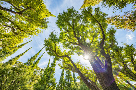Fresh green tree with sunshine