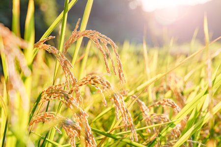 Rice ears bathed in the sun's lightの写真素材
