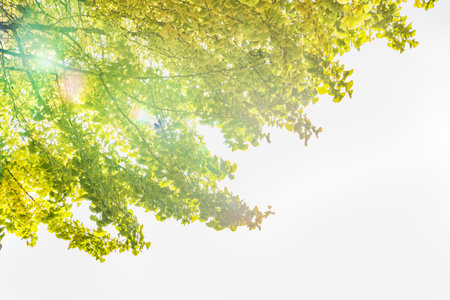 Ginkgo tree that began to turn yellow little by little
