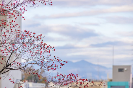 a red fruit on a tree planted in a residential area