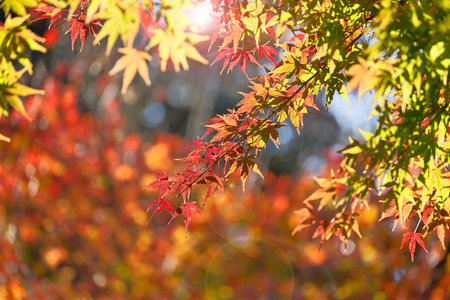 Autumn leaves bathed in sunshineの写真素材
