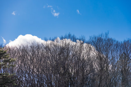 Fallen trees, blue skies and cloudsの写真素材