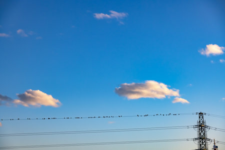 The blue sky at dusk and the many birds that stop at the electric wireの写真素材