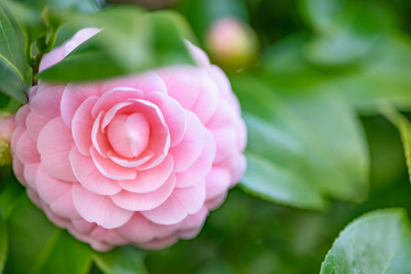Beautiful pink camellia flowerの写真素材