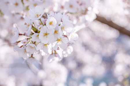 Cherry blossoms in full bloom with beautiful pink petalsの写真素材
