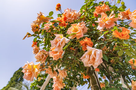Fresh and colorful roses in full bloomの写真素材