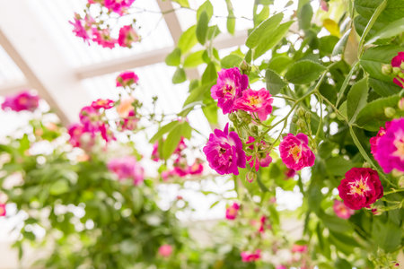 Fresh and colorful roses in full bloomの写真素材