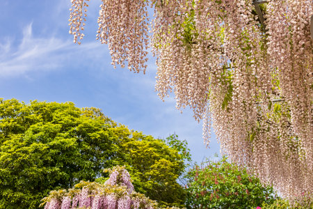 Fresh fuji flowers with beautiful colorsの写真素材
