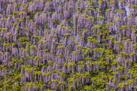 Fresh fuji flowers with beautiful colorsの写真素材
