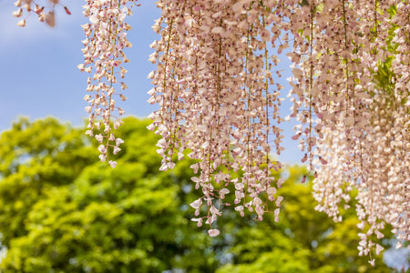 Fresh fuji flowers with beautiful colors
