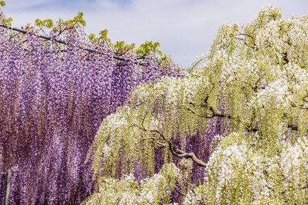 Fresh fuji flowers with beautiful colorsの写真素材