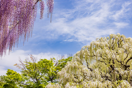 Fresh fuji flowers with beautiful colorsの写真素材
