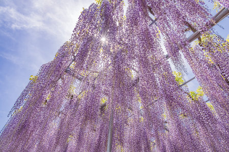 Fresh fuji flowers with beautiful colorsの写真素材