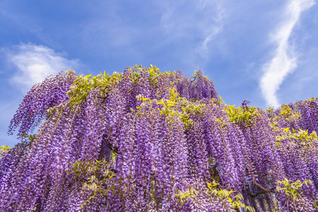 Fresh fuji flowers with beautiful colorsの写真素材