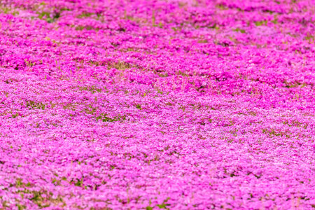 Colorful and beautiful fresh moss phloxの写真素材