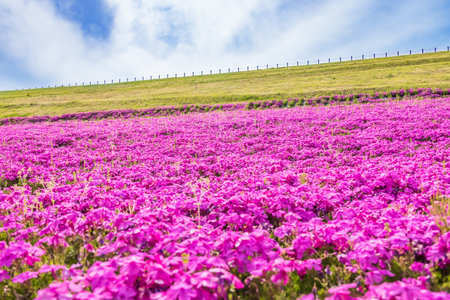 Colorful and beautiful fresh moss phloxの写真素材