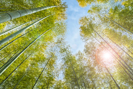 Fresh green bamboo forest