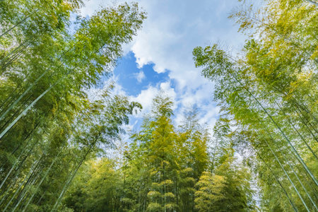 Fresh green bamboo forestの写真素材