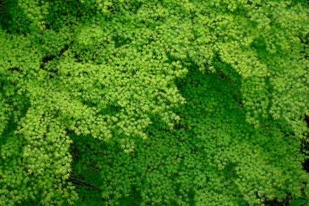 Fresh green trees in spring with vivid colors