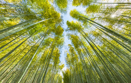 Fresh green bamboo forestの写真素材