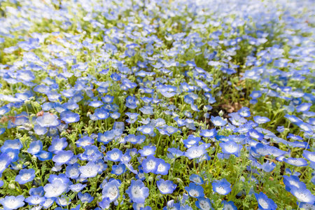 Monefira in fresh bloom swaying in the windの写真素材