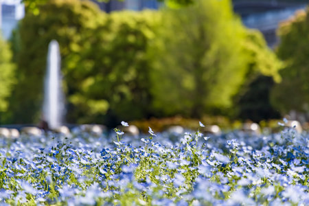 Monefira in fresh bloom swaying in the windの写真素材