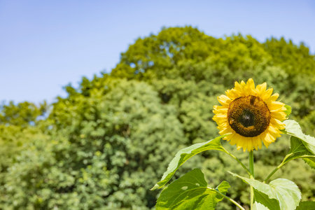 Sunflowers and fresh green trees swaying in the windの写真素材