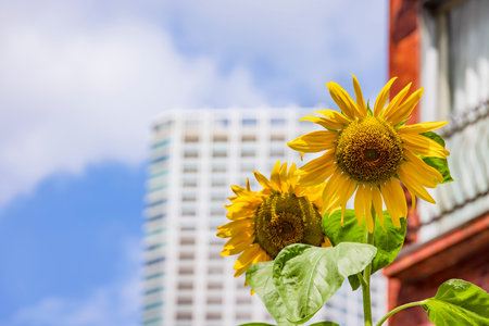 Sunflowers in full bloom in the cityの写真素材
