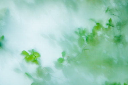 Fresh green leaves visible through translucent glassの写真素材