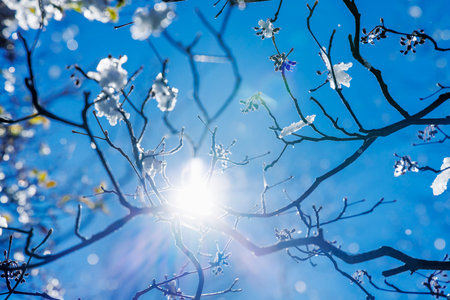 a branch of a tree with mist ice on a mountainの写真素材