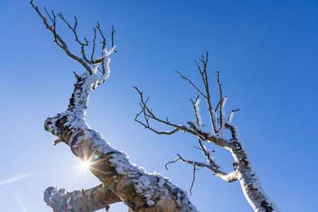 a branch of a tree with mist ice on a mountainの写真素材