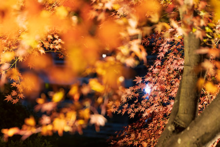 The autumnal leaves tree at night lit up