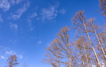 Blue sky and leafy treeの写真素材