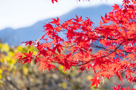Maple leaves growing in the forest deep in the mountains