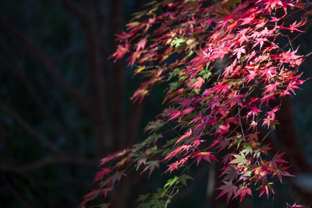 Maple leaves growing in the forest deep in the mountainsの写真素材