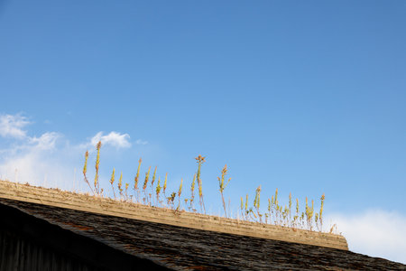 a resilient plant that grows on a roofの写真素材