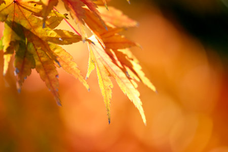 Maple leaves growing in the forest deep in the mountains