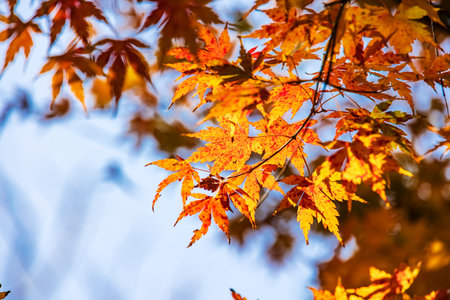 Tree on the mountain colored brightly