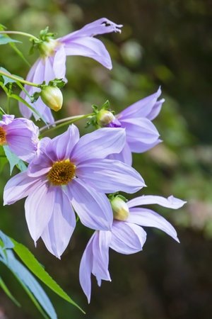 Emperor Dahlia with a beautiful purple colorの写真素材