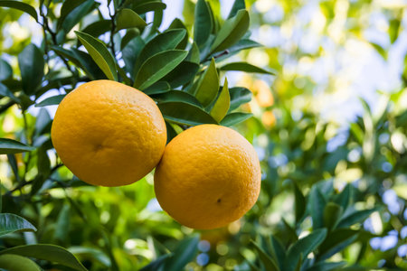 Fresh oranges with a beautiful orange colorの写真素材