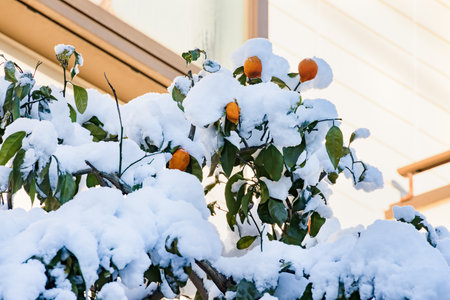 a mandarin orange tree planted in a snowy gardenの写真素材