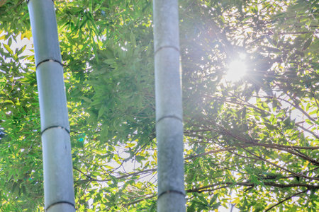 Fresh bamboo with sunshine