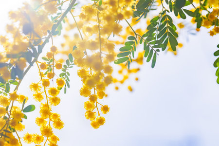 Mimosa flowers in full bloom with beautiful yellowの写真素材