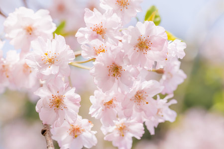 Cherry blossoms in full bloom with beautiful pink petalsの写真素材
