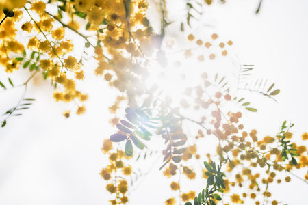 Mimosa flowers in full bloom with beautiful yellowの写真素材