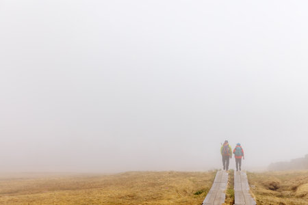 Wooden path on the mountain after the snow melts Japan Hyakunei Mountain Hachimandairaの写真素材