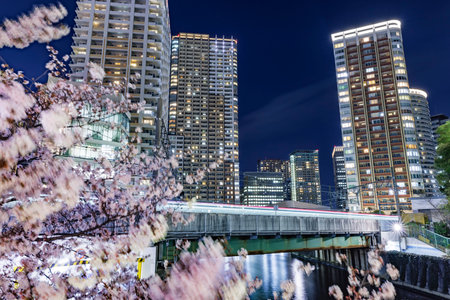 Buildings along the Meguro River with beautiful night cherry blossoms in full bloomの写真素材
